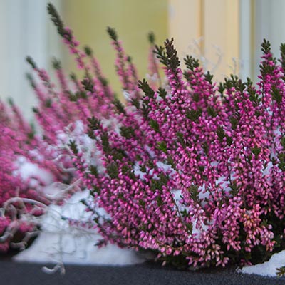 Bruyère fleurissent même en hiver